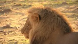 Free Stock Footage Wildlife Male Kalahari Lion Close Up Sunlight - Africa Travel Channel in HD