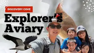 Discovering Serenity: Explore the Explorer's Aviary at Discovery Cove, Florida!