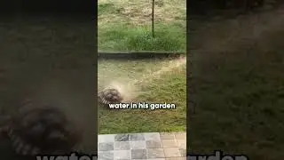 Happy turtle dances in his garden shower 🚿