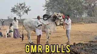 రెంటచింతల న్యూ కేటగిరి 1జత.GMR Bulls గుదిబండి మాధవ రెడ్డి s/o శ్రీనివాస్ రెడ్డి గారు కొల్లిపర గ్రామం