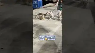 Poor behavior is due to drinking 2 much apparently 🤣🐕 #funny #dogshorts #dogsfunny #dog #dogslove
