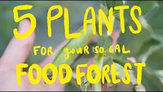 Five Plants for Your Southern California Food Forest