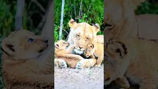 Lion Cubs Playing While Mom Watches Closely | Maasai Mara National Reserve, Kenya | #shorts