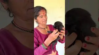 New story with puppy #minivlog #vlog #shorts