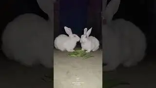 bhojpuri song khesari lal yadav 💚💚💚 #khesarilalyadav #shots #rabbit