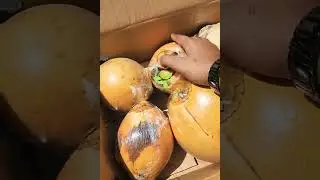 Tender King Coconut Import from Sri Lanka (Sohaz Foodstuff Trading)