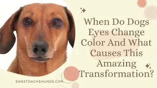 When Do Dogs Eyes Change Color And What Causes This Amazing Transformation?