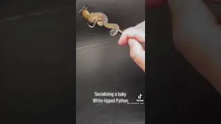 Socializing a nippy White-Lipped Python