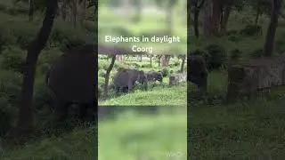 #coorg #wildlife #forest #elephant #travel