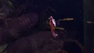 Red Dragon Short Body Ribbon c guppy