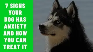 7 Signs Your Dog Has Anxiety and How You Can Treat It