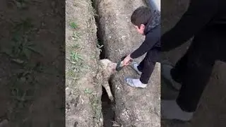 Rescued Lamb Traps Itself Twice || ViralHog