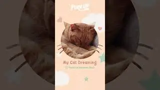 my cat dreaming - REM (rapid eye movement)