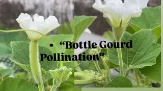 Bottle Gourd Pollination Step by Step | Terrace Gardening Tips