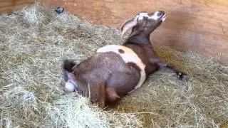 My Nigerian goat in labor and giving birth