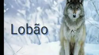Intro para Lob&atilde;o Gamer_BR