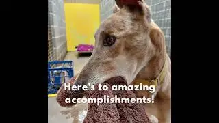 255 hounds in homes in 2021!