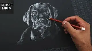 como dibujar un perro - blanco sobre negro (Time Lapse) | Estudio Taller