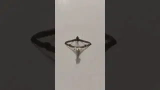 Transparent wings butterfly and head on both ends, isn't life beautiful?