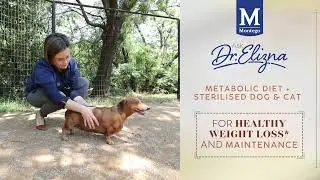 Montego Karoo Metabolic Diet | Healthy Weight Loss for Sterilized Dogs & Cats 🐾⚖️