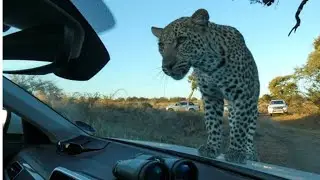 Leopard for a drive in the Kruger