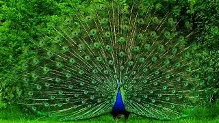 The Most Beautiful Peacock Dance display Ever. Blue Peacock opening Feathers