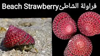 فراولة الشاطئ Beach Strawberryوتسمي أيضاً 