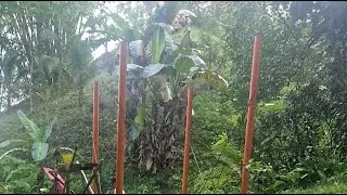🇵🇭 Expat in the Philippines | New Farm Kitchen Build Cement Post Are Going Up🏡