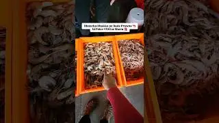 Bhaucha Dhakka Pe Bade Prawns 🦐 ki Price ₹300 se Shuru 🚨
