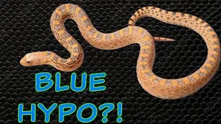 Blue Hannum Hypos?!