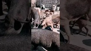 # Video ll #viaralshort #trend #animalstory #pigshorts #piglet #pigshorts #pigvideos #animalshorts