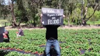 Beerenberg Pick Your Own Strawberries - 2016 Now Open