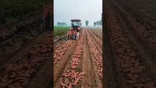 How American Farmers Harvest Sweet Potatoes with Machines | Smart Farming in the USA #usa #shorts