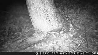 Chestnut Feeder Project #1: Japanese Field Mouse Takes away Chestnuts One by One to Hide Underground