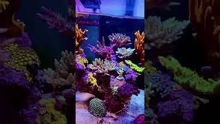 Beautiful neon sps coral reef tank&hellip; #coral #saltwateraquarium #reeftanks #coralreefs #reeftanklove