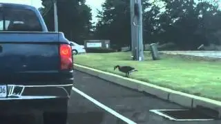 Goosecross thing!