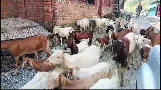 Goat Farming & Poultry Farming Support by URM-1, Mailung Commuity (UM-3)