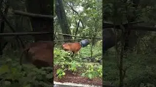 Man Saves Cow in Trouble 😍