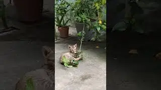 Pawsitive Life