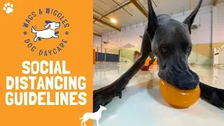 Wags & Wiggles Social Distancing Guidelines