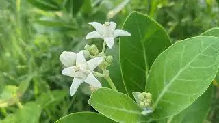 Secrets of plant's pia