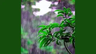Lovely Rain