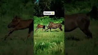 Если бы у животных не было шеи #животные #мемы