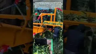 Conveyor Belt on Corn Field: Picking and Collecting Corn in The Field#job #farming #machine #corn
