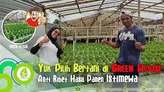 MENANAM SAYUR DI GREENHOUSE | Yakin nih bisa untung maksimal?