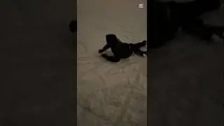 Hockeyyy🏒 #ice #iceskating #hockey #icehockey #goal #fall #funny #skating