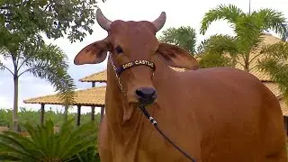 TERRA PECUÁRIA - 7º LEILÃO ESSÊNCIA DA RAÇA SINDI