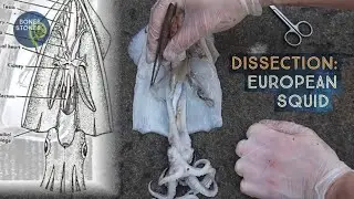 Dissection: European Squid