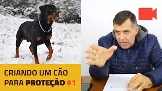 Criando um Cão para Proteção #1