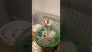 Sorry for the constant hamster videos